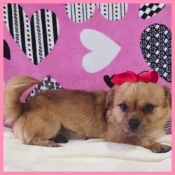 Shih Tzu Maltese Yorkie Mix Puppy for Sale - Emma