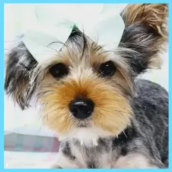 Yorkshire Terrier Puppy for Sale - Felipe