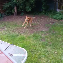 Buckskin male pit