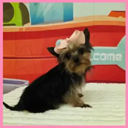 Morkie Puppy for Sale - Fern