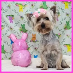 Yorkshire Terrier Puppy for Sale - Flora