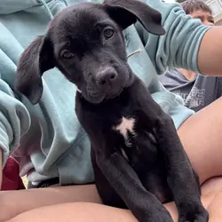 Pitbull, Golden Retriever, Black Lab mix puppies