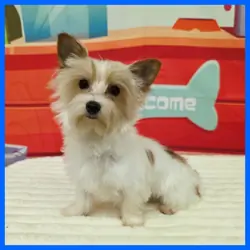 Morkie Puppy for Sale - Gizmo