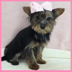 Morkie Puppy for Sale - Hanna
