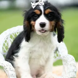 Cavalier King Charles Spaniel