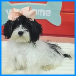 Morkie Puppy for Sale - Harmony