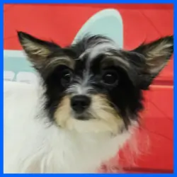Morkie Puppy for Sale - Henry