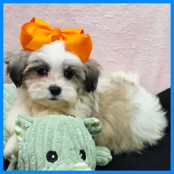 Shih Tzu Puppy for Sale - Issac