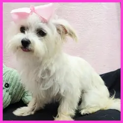 Morkie Puppy for Sale - Izzy