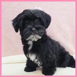 Yorkiepoo Puppy for Sale - Janet