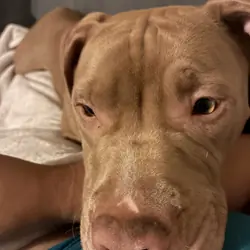 Pitbulls