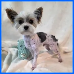 Morkie Puppy for Sale - Jayden