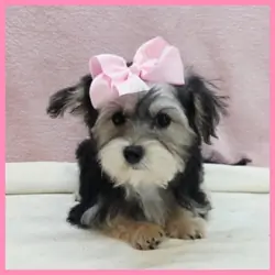 Yorkiepoo Puppy for Sale - Jenna