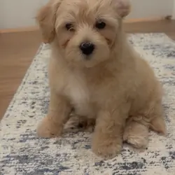 Morkiepoo