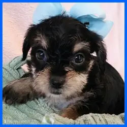 Yorkipoo Puppy for Sale - Joey
