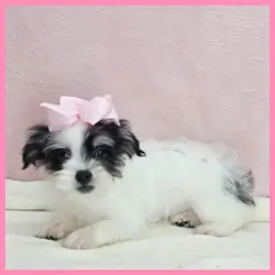 Yorkiepoo Puppy for Sale - Josie
