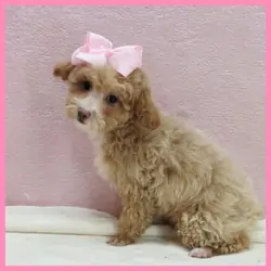 Poodle Puppy for Sale - Kansas