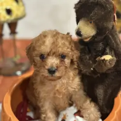 Toy Poodle Puppies