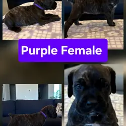 Cane corso puppies