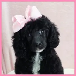 Poodle Puppy for Sale - Katie