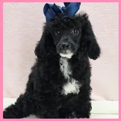 Poodle Puppy for Sale - Ken