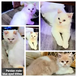 kitty