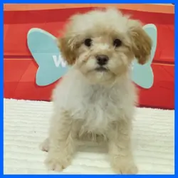 Poodle Puppy for Sale - Kevin