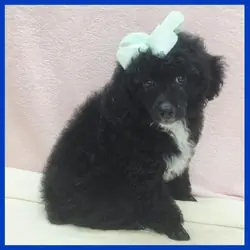 Poodle Puppy for Sale - King