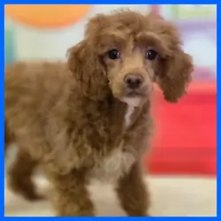 Poodle Puppy for Sale - Kyle