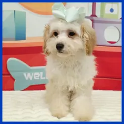 Maltipoo Puppy for Sale - Logan