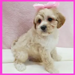 Maltipoo Puppy for Sale - Lucy