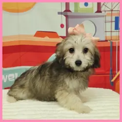 Maltipoo Puppy for Sale - Maya