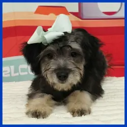 Schnauzer mix Puppy for Sale - Nico