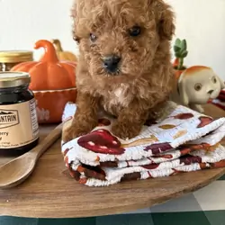 Poodle Puppies
