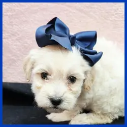 Maltipoo Puppy for Sale - Oakley
