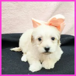 Maltipoo Puppy for Sale - Odette
