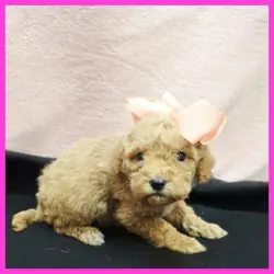 Maltipoo Puppy for Sale - Olive