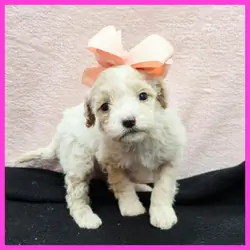 Maltipoo Puppy for Sale - Orianna