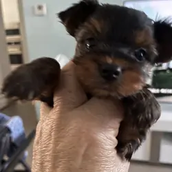 yorkies