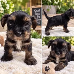 🐶💕 ADORABLE YORKIE APSO PUPPIES AVAILABLE 💕🐶