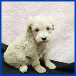 Maltipoo Puppy for Sale - Orlando