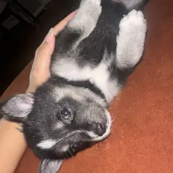 Pomsky Puppy