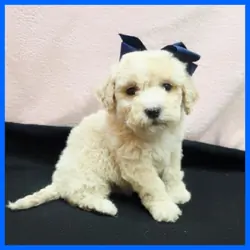 Maltipoo Puppy for Sale - Oscar