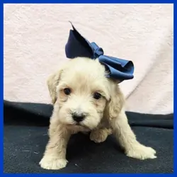 Maltipoo Puppy for Sale - Otto