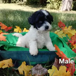 Yorkiepoo puppies