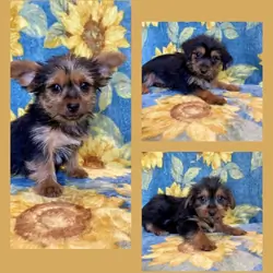 Yorkie