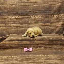 Autumn toy poodle