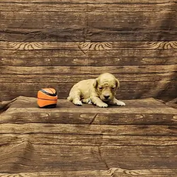 Rusty toy poodle