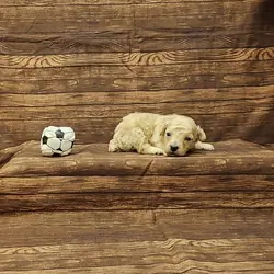 Charlie toy poodle
