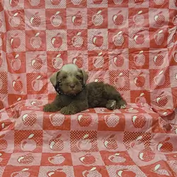 Leo mini schnauzer